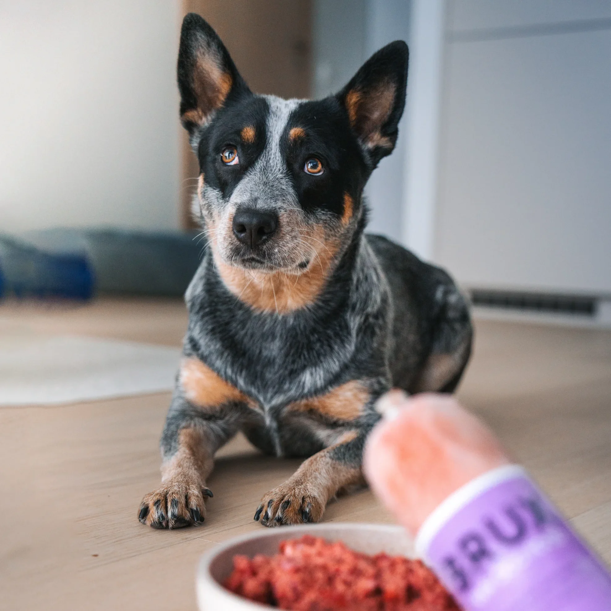 A blue australian cattledog with BRUX raw dog food bowl