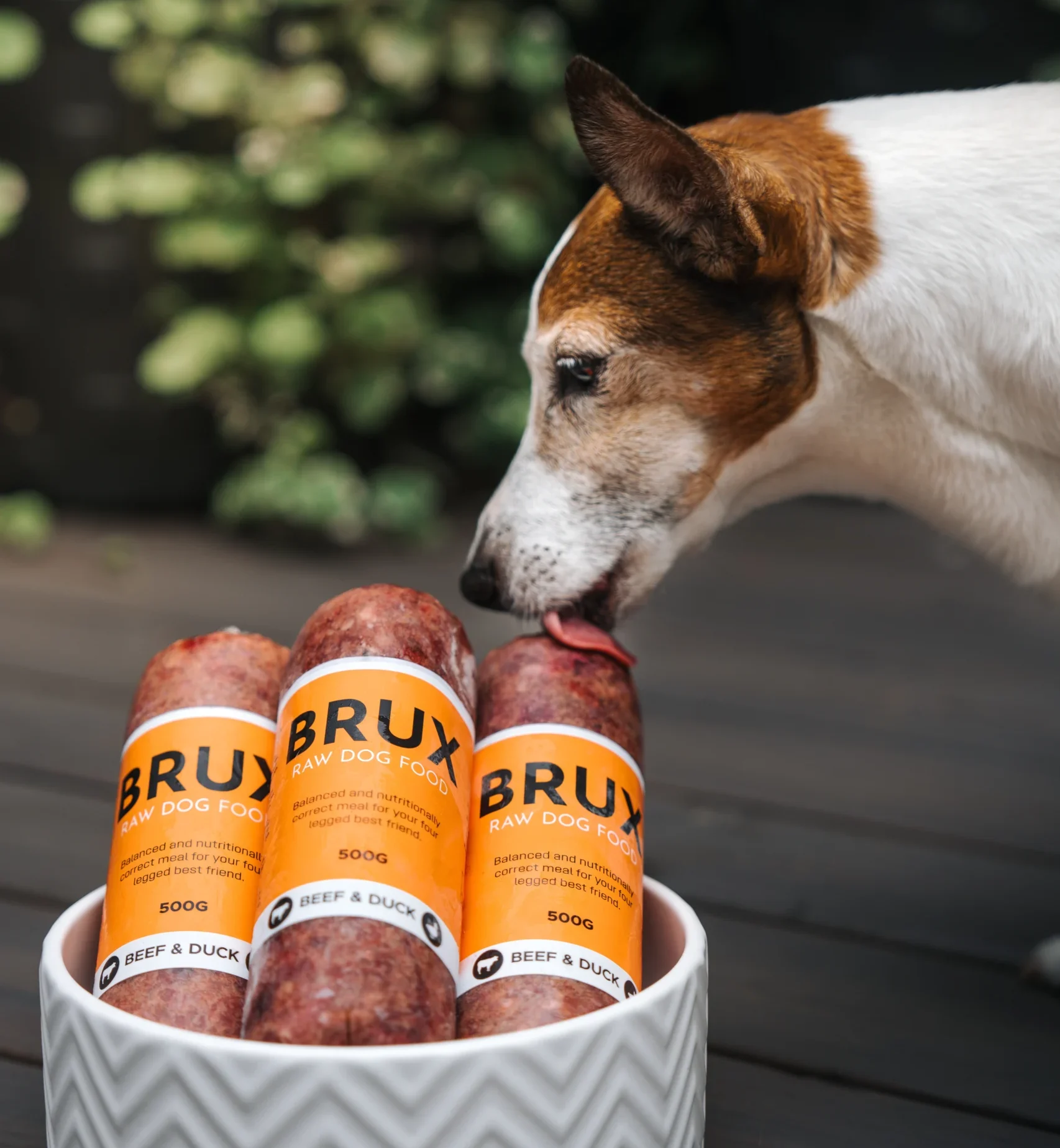 A 15 year old jack russell terrier licking BRUX raw dog food