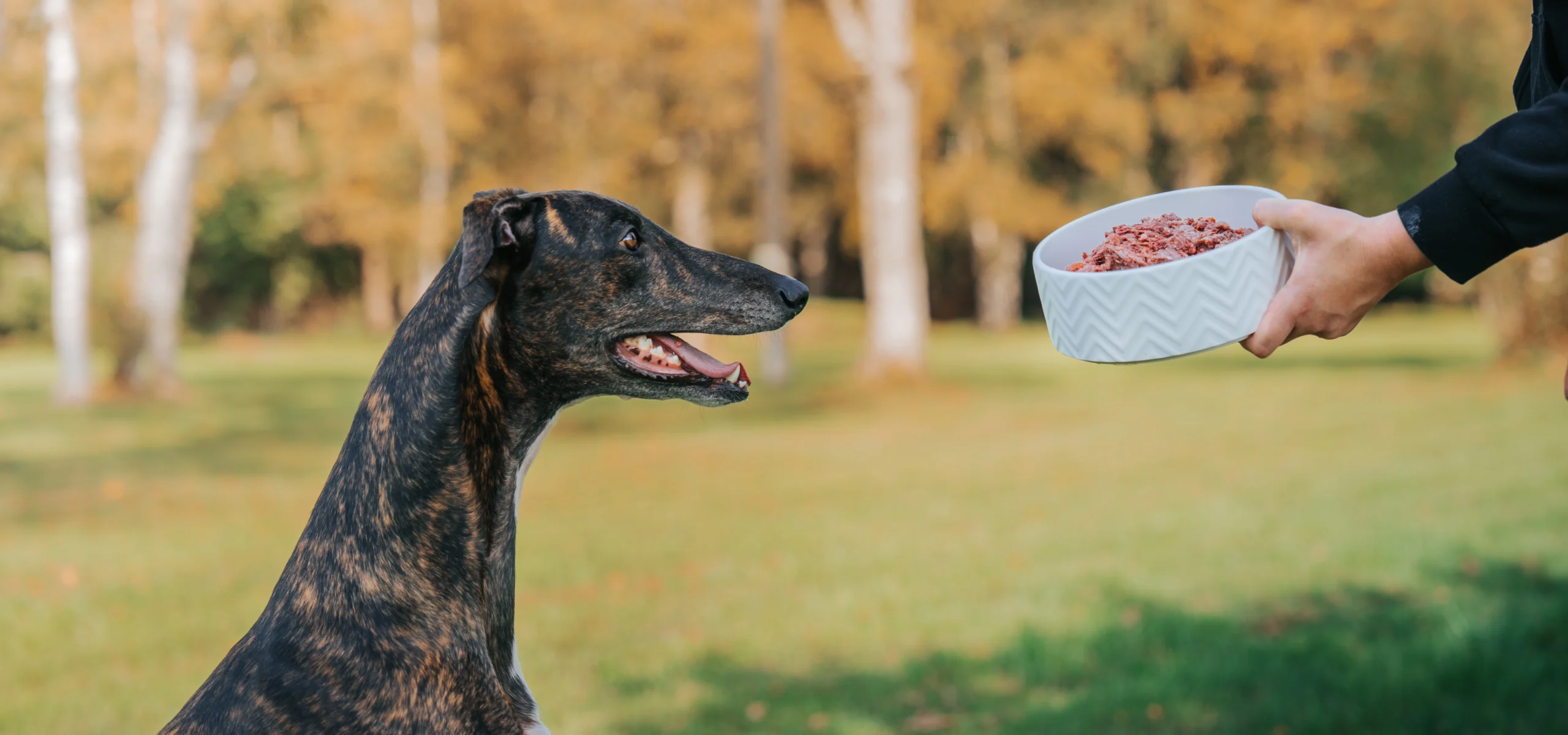 Greyhound dog eating Brux raw dog food from a bowl