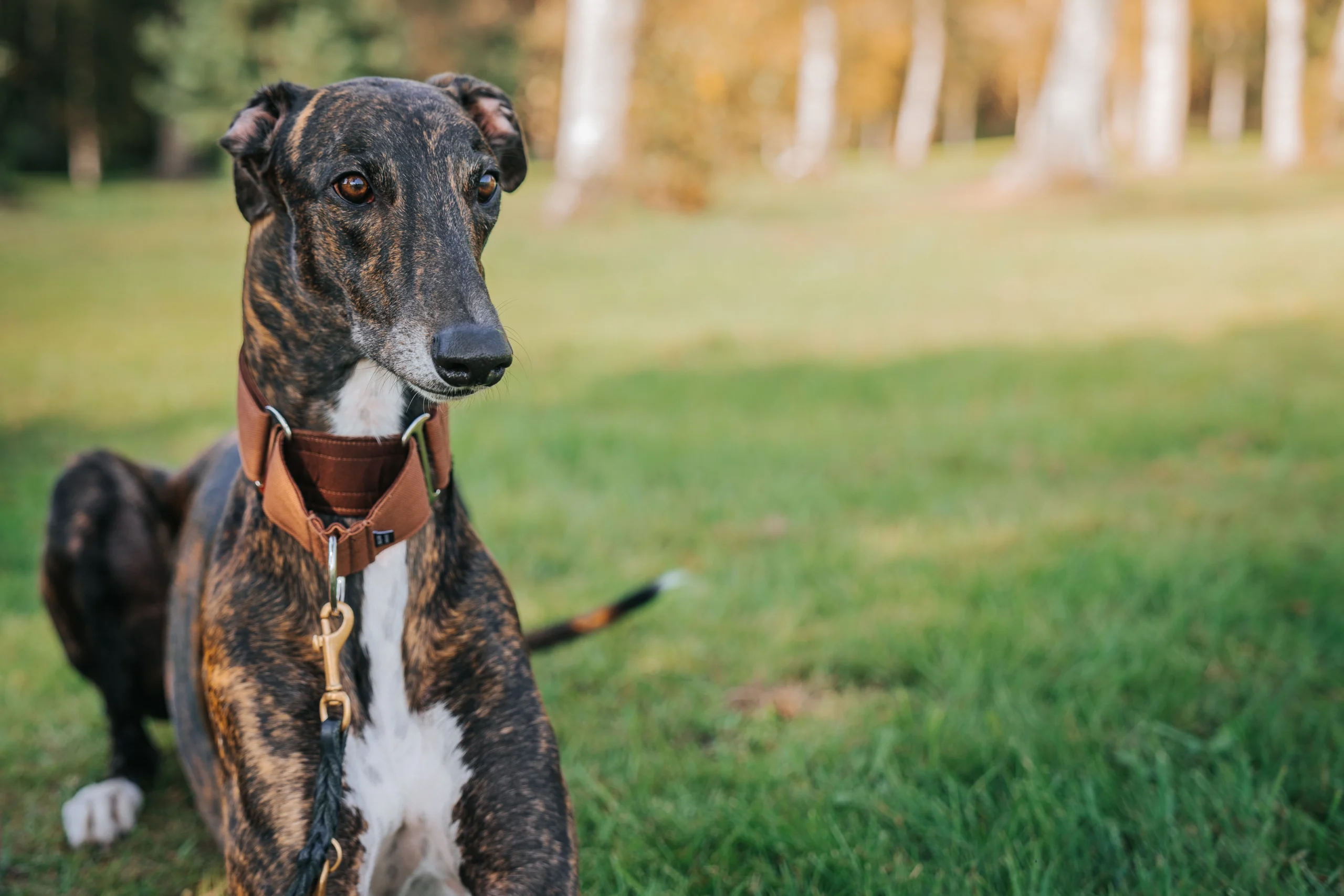 Greyhound lounging on a sunny day for Brux raw dog food