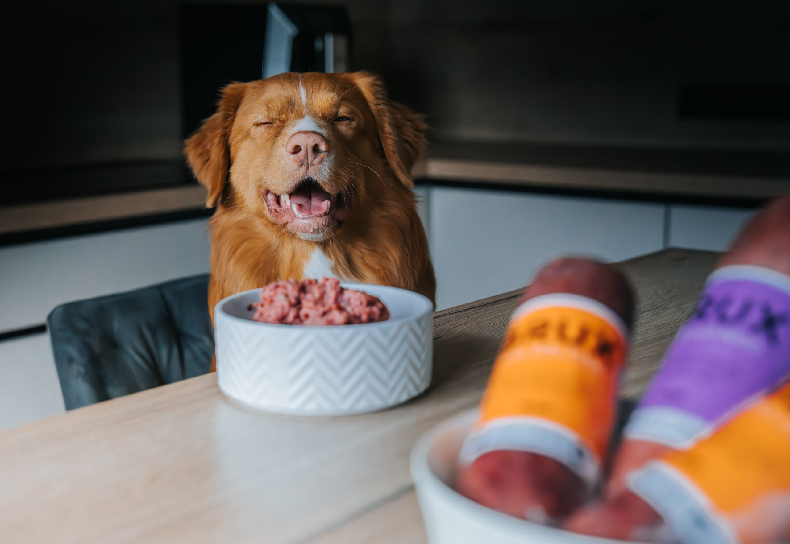 Nova scotia duck tolling retriever Bruno smiling whilist eating BRUX raw dog food