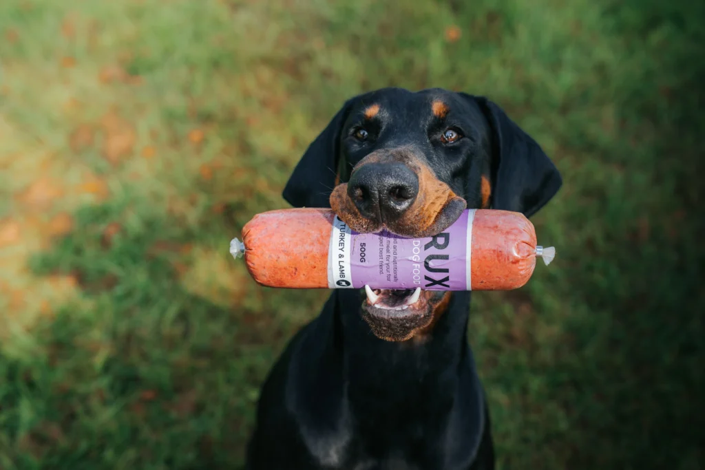 Doberman holding a raw dog food sausage